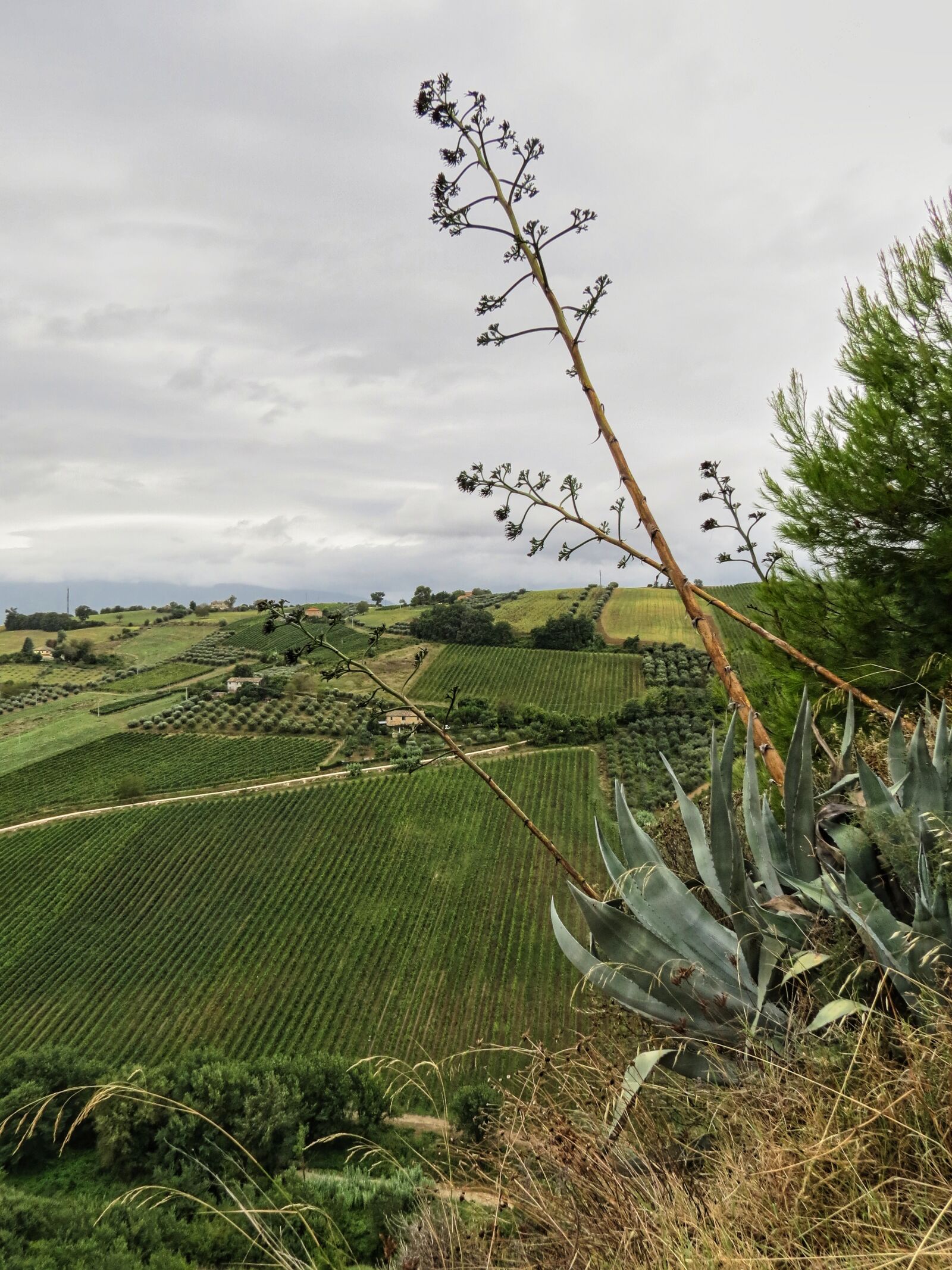 Canon PowerShot SX40 HS sample photo. Abruzzo, nature, vineyard photography