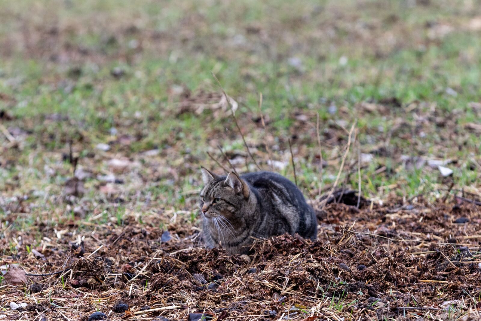 Canon EOS 6D Mark II sample photo. Cat camouflage, tiger cat photography