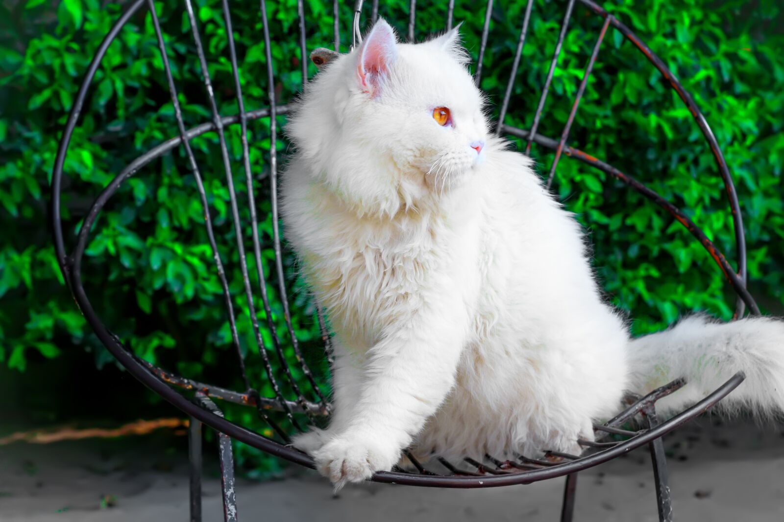 Canon EOS 700D (EOS Rebel T5i / EOS Kiss X7i) sample photo. Cat, feline, domestic photography