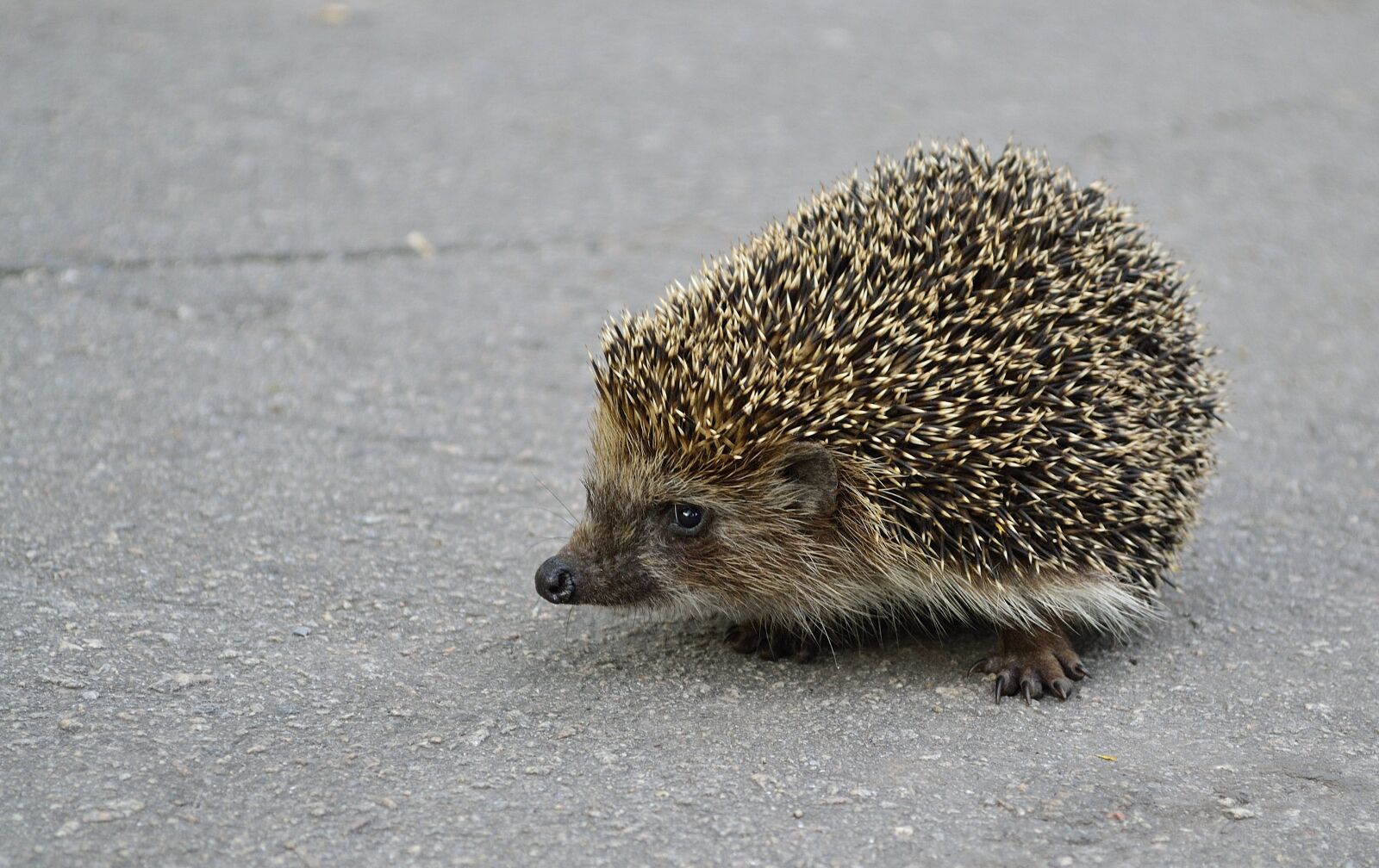 Nikon D3100 sample photo. Crew cut, animal, nature photography