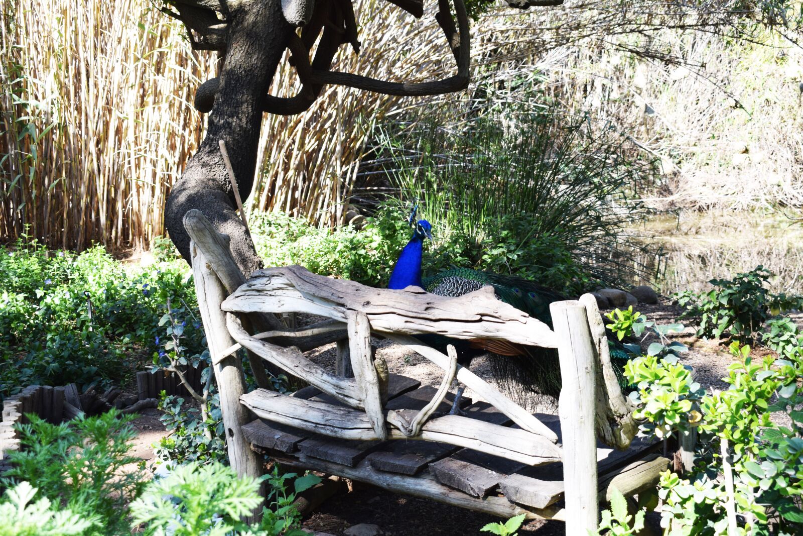 Nikon D3300 sample photo. Bench, mystic, peacock photography