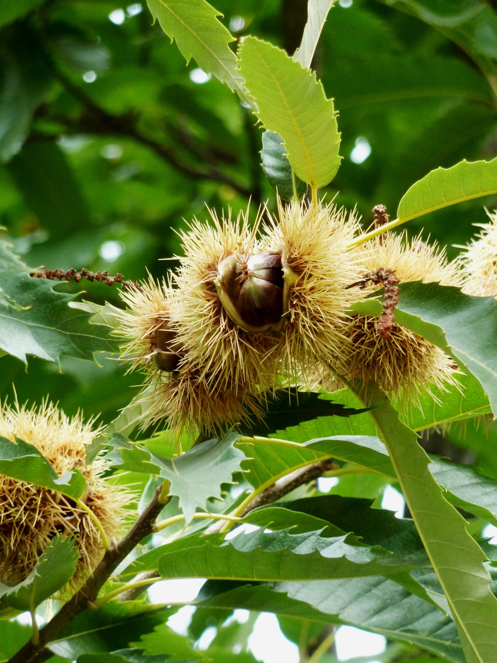 Panasonic DMC-TZ7 sample photo. Chestnut, fruit, maroni photography