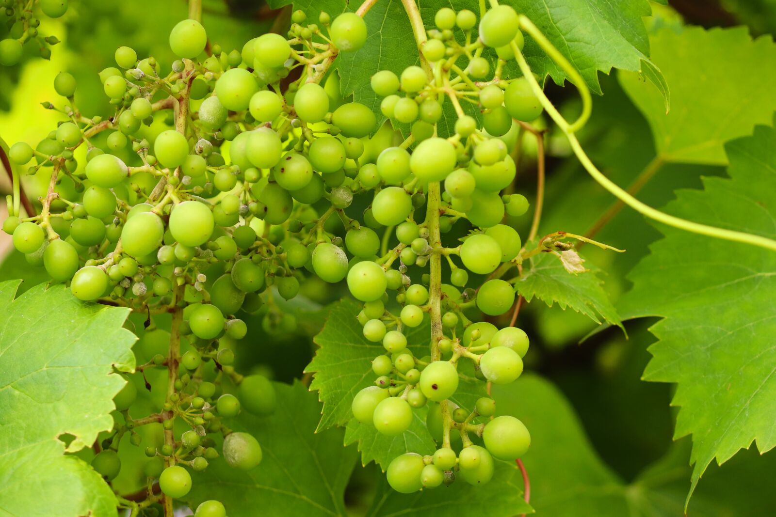 Canon EOS 200D (EOS Rebel SL2 / EOS Kiss X9) sample photo. Grape, grapes, vines photography