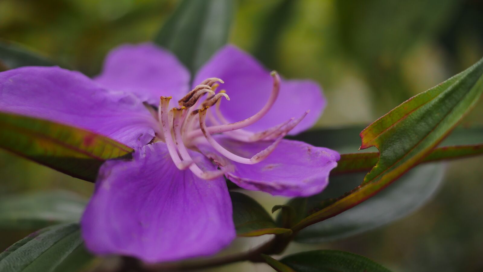 Panasonic Lumix DMC-GH4 sample photo. Flower, violet, jardiniere photography
