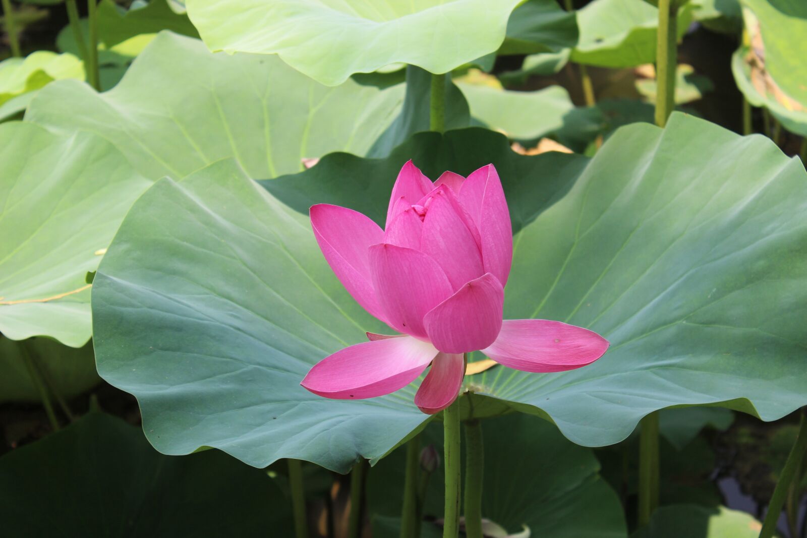 Canon EOS 600D (Rebel EOS T3i / EOS Kiss X5) sample photo. Flower, lotus, water lily photography