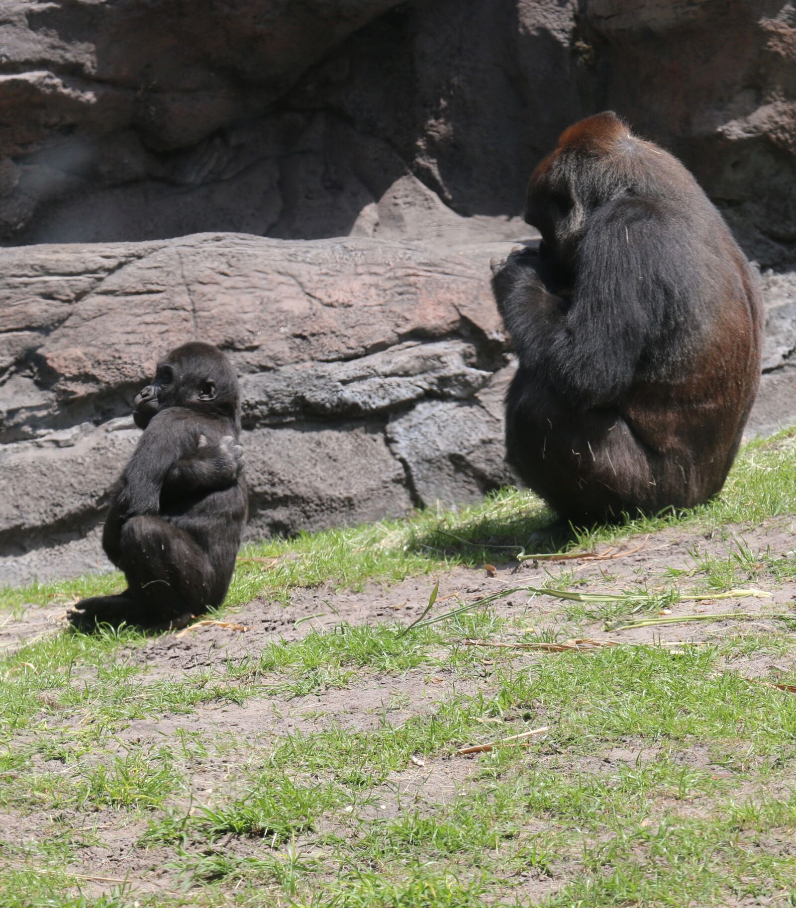 Canon EOS 70D sample photo. Gorilla and baby, photo photography