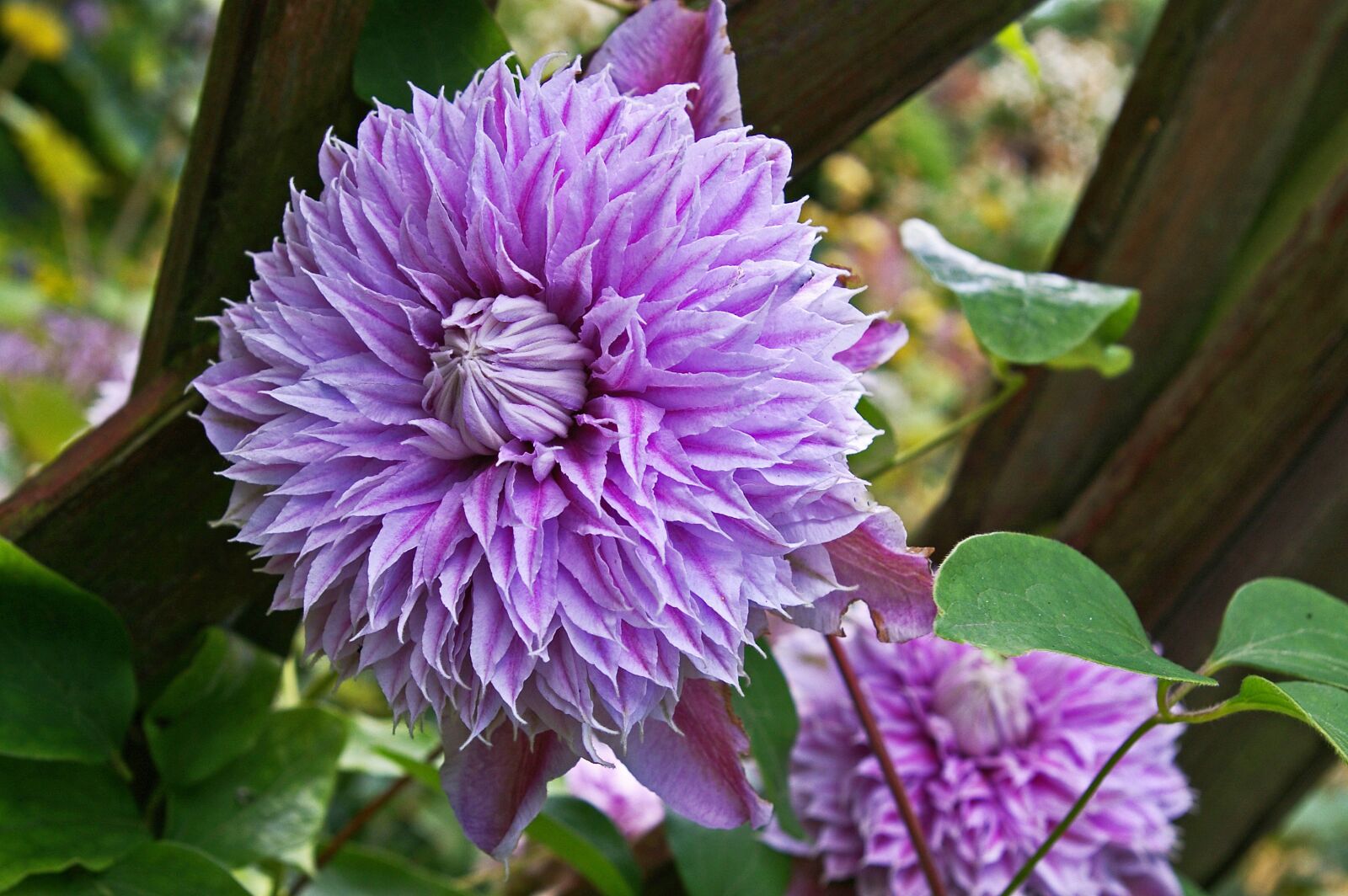 Pentax *ist DL2 sample photo. Clematis, bloom, flower photography
