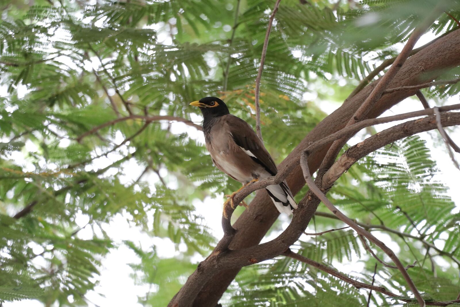 Canon EOS 80D sample photo. Sparrow, tree, nature photography