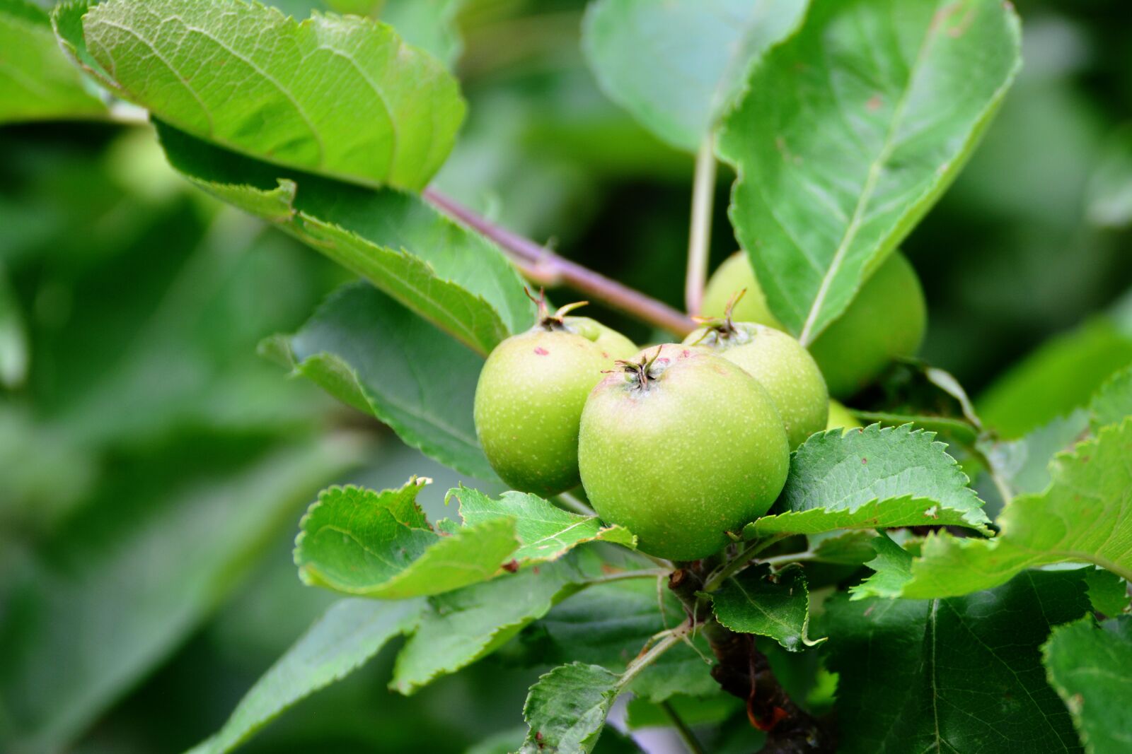 Nikon D5200 sample photo. Apple, immature, apple tree photography