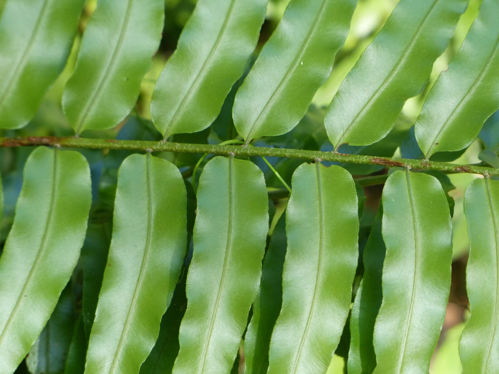 Panasonic Lumix DMC-FZ200 sample photo. Leaf, green, background photography