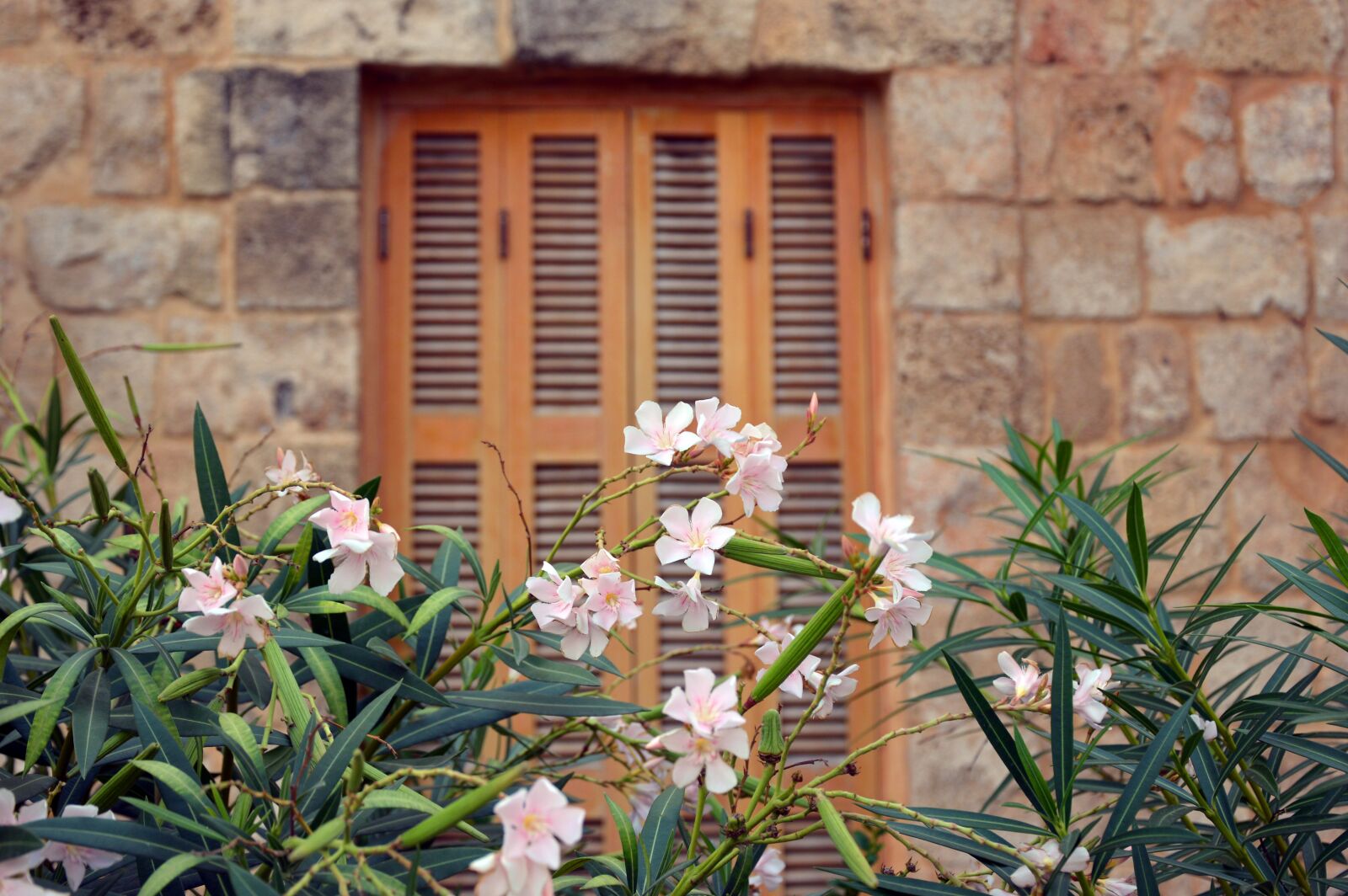 Nikon D3200 sample photo. Oleander, plant, mediterranean photography