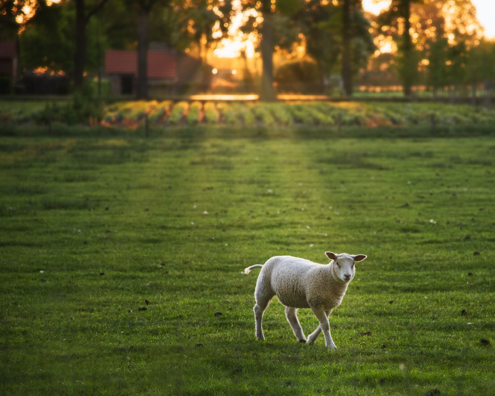 Nikon D750 sample photo. Sheep, nature, animal photography