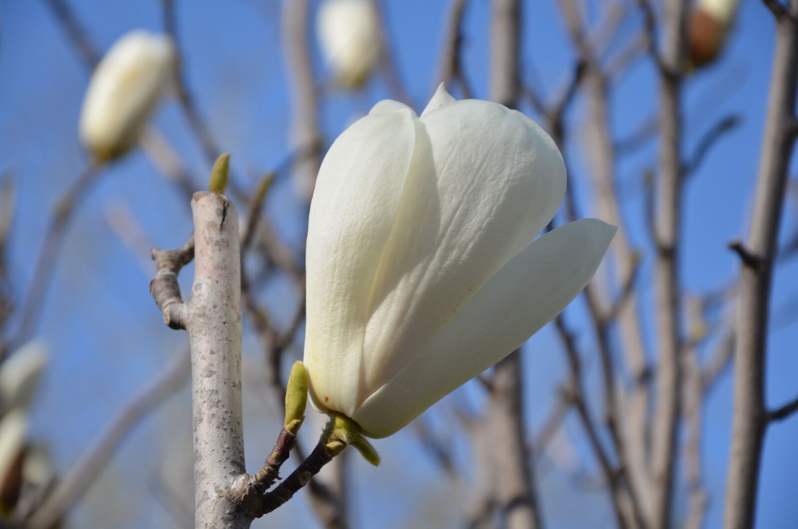 Nikon D7000 sample photo. Tree, flower, nature photography