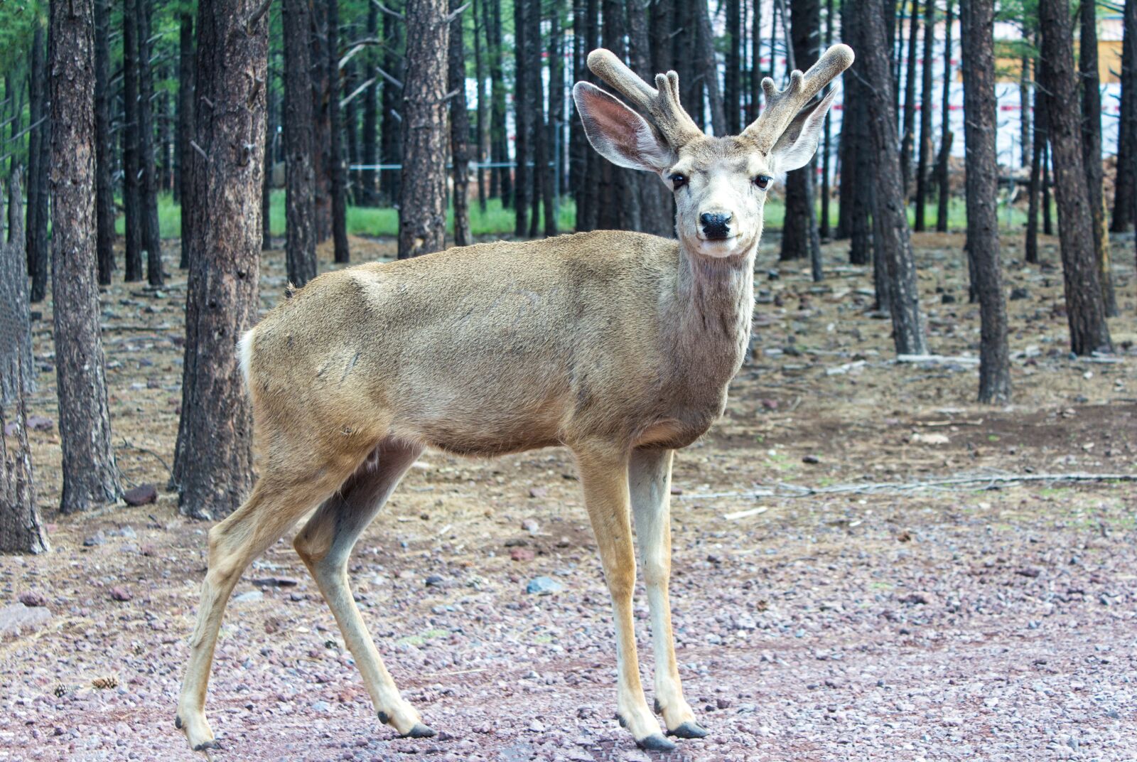 Canon EOS 600D (Rebel EOS T3i / EOS Kiss X5) sample photo. Game, hjort, deer photography