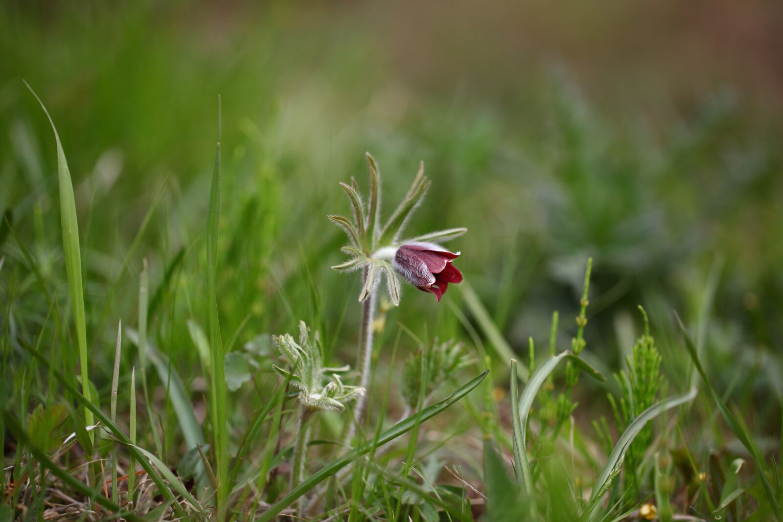Canon EOS 5D Mark II sample photo. Nature, grass, outdoors photography