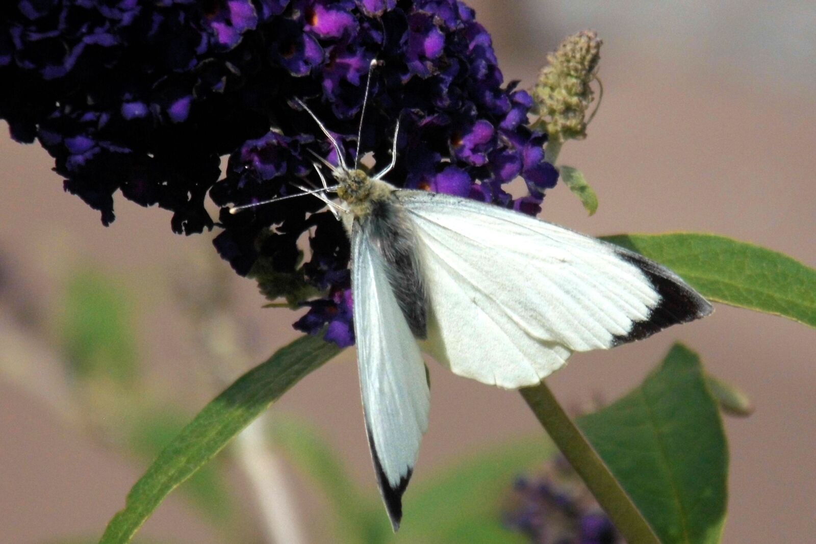 MEDION MD86827 sample photo. Butterfly, white, insect photography