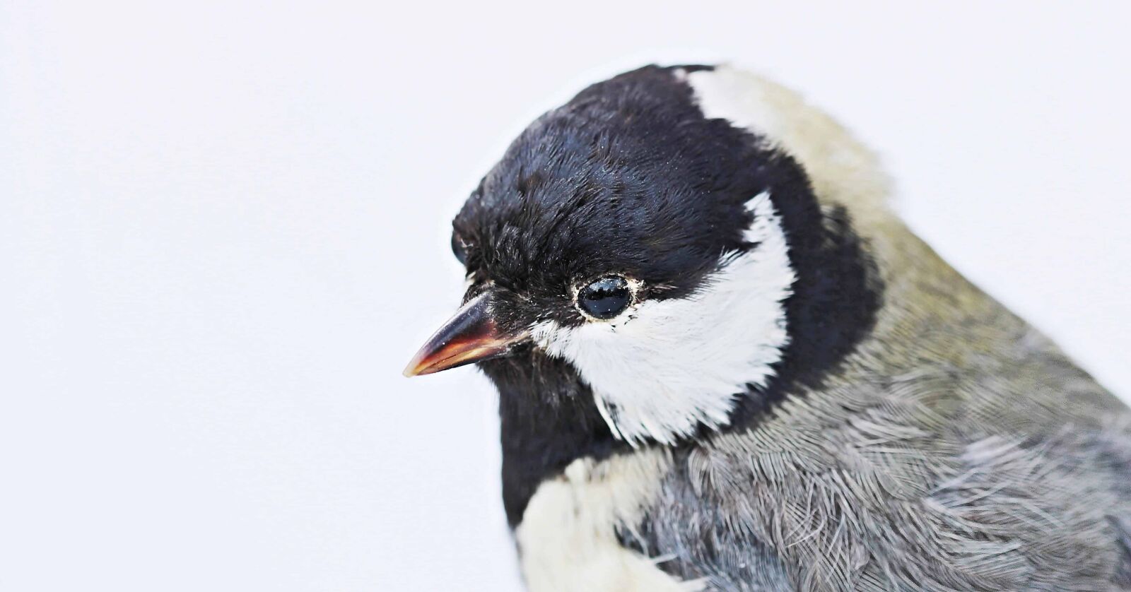 Canon EOS 100D (EOS Rebel SL1 / EOS Kiss X7) sample photo. Beak, wildlife, feather, animal photography