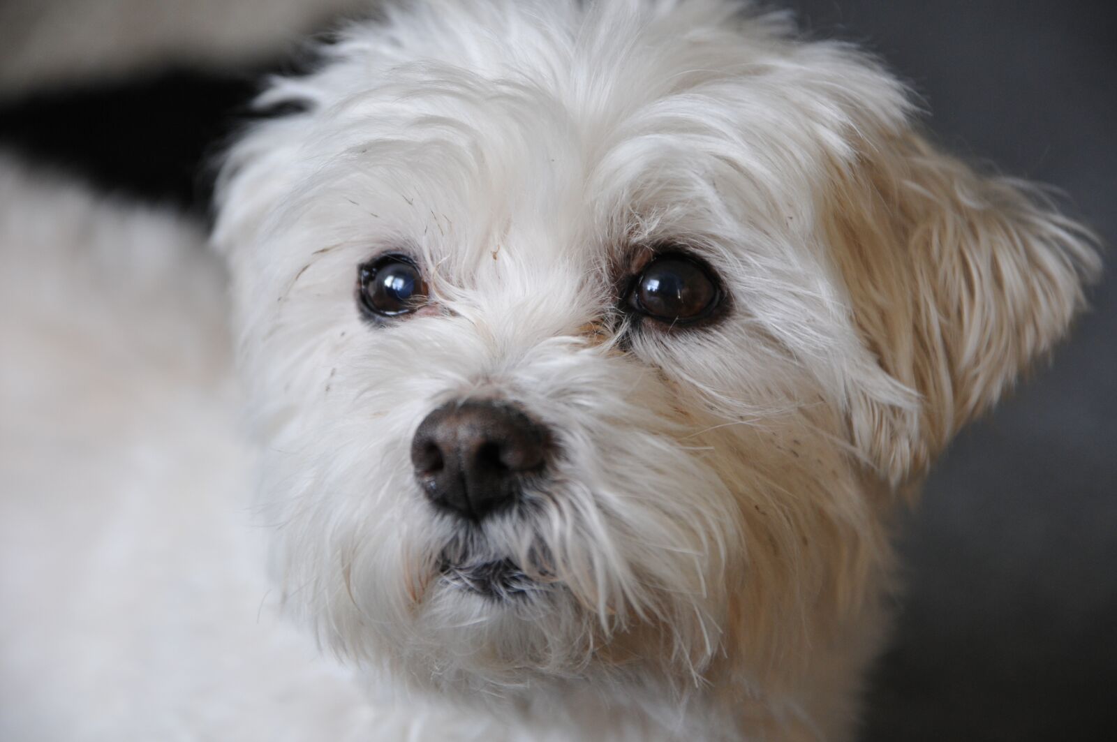 Nikon D300S sample photo. Dog, white dog, pet photography