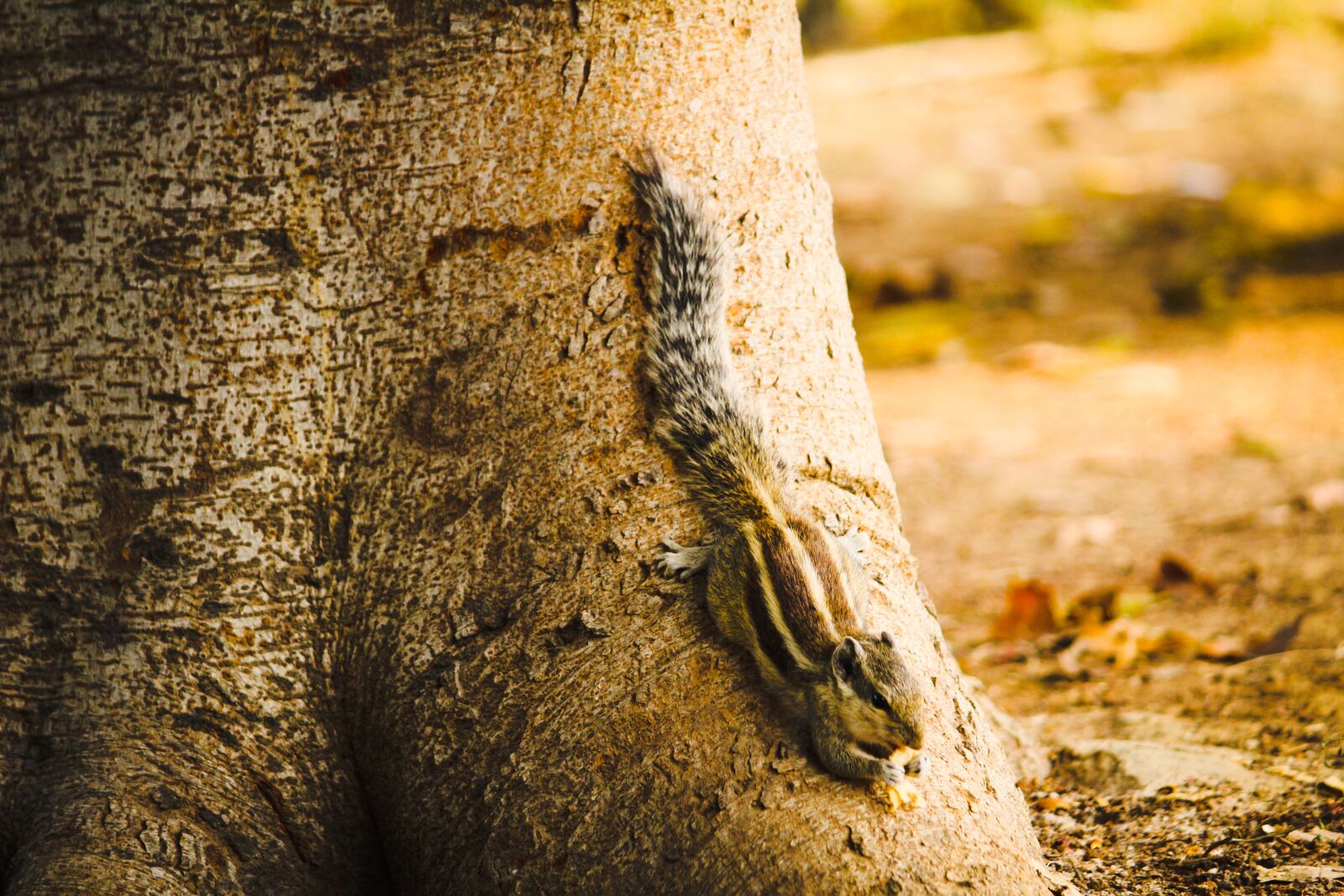 Canon EOS 1200D (EOS Rebel T5 / EOS Kiss X70 / EOS Hi) sample photo. Squirrel, animal, wild photography