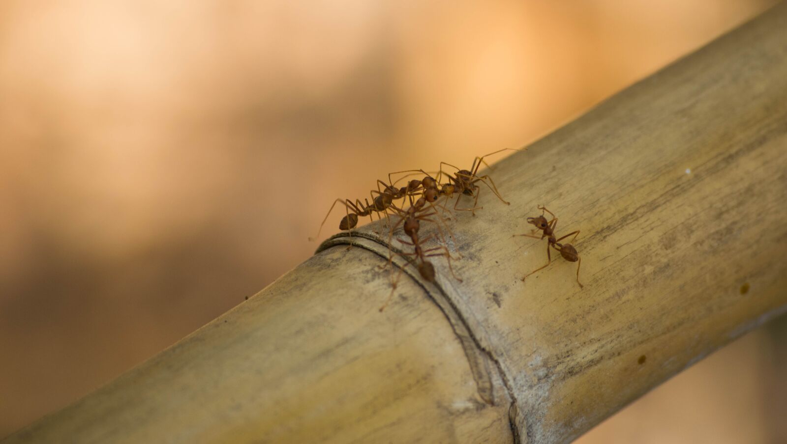 Nikon D5300 sample photo. Ants, orange photography