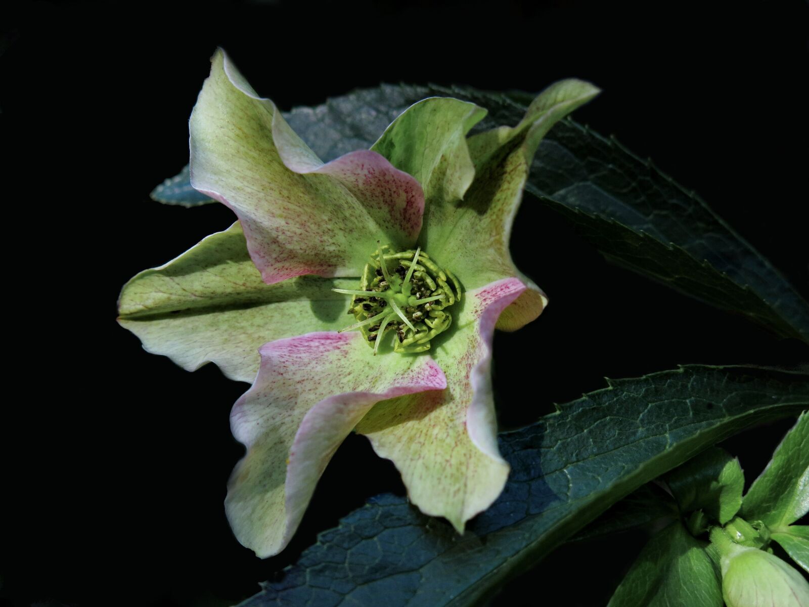 Canon PowerShot G15 sample photo. Helleborus niger, anemone blanda photography