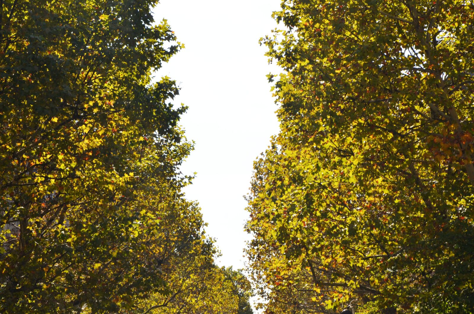 Nikon D7000 sample photo. Tree, leaves, bush photography