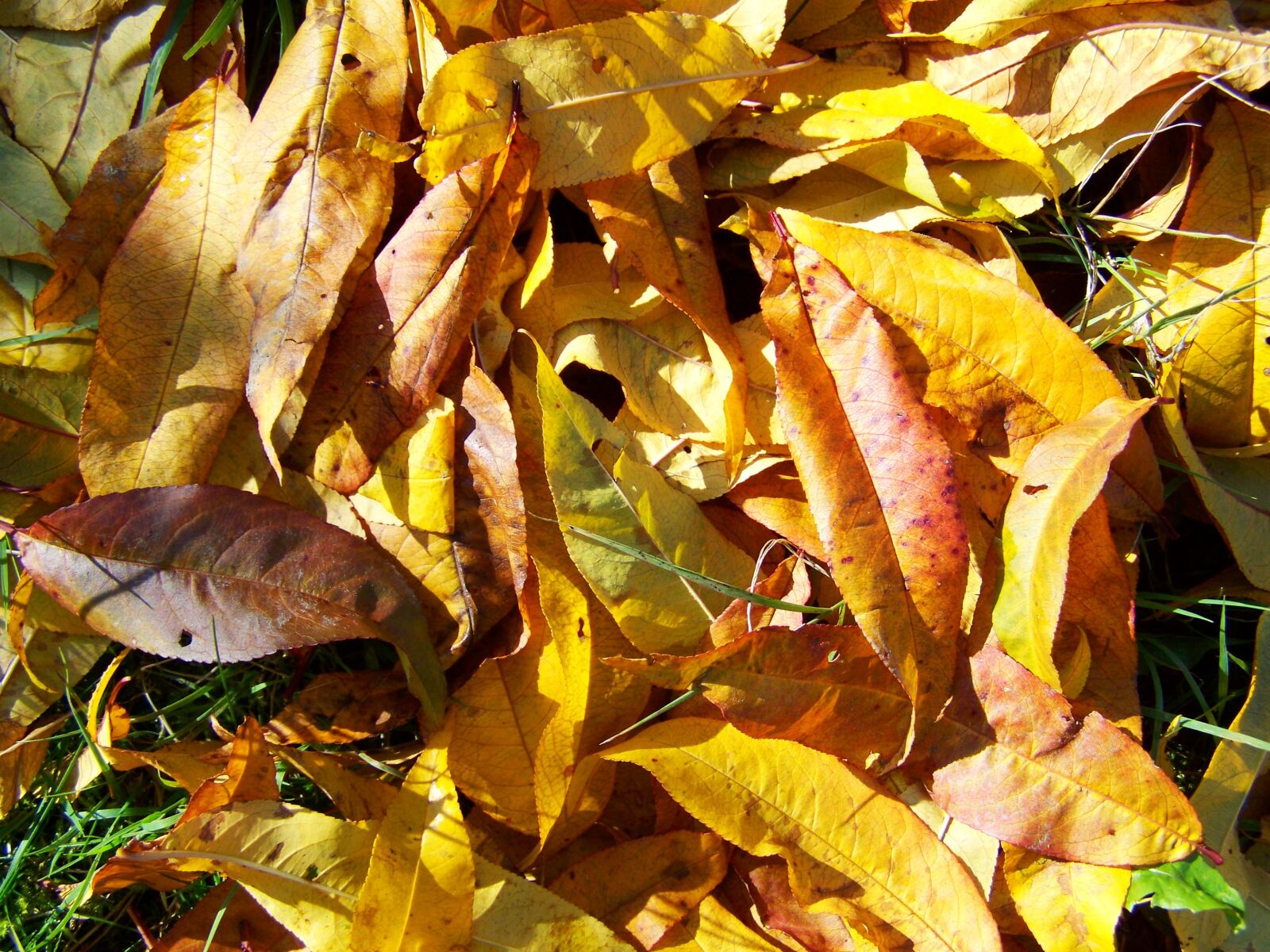 Kodak EASYSHARE ZD710 ZOOM DIGITAL CAMERA sample photo. Autumn, fallen leaves, avar photography