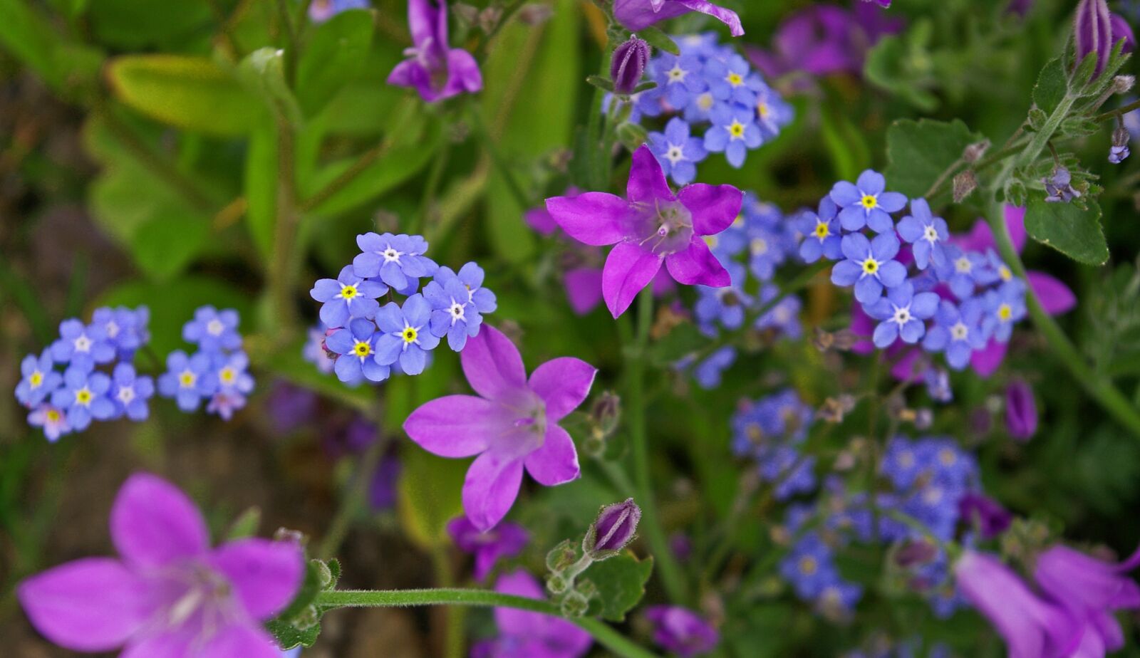 Pentax *ist DL2 sample photo. Violet, bellflower, purple photography