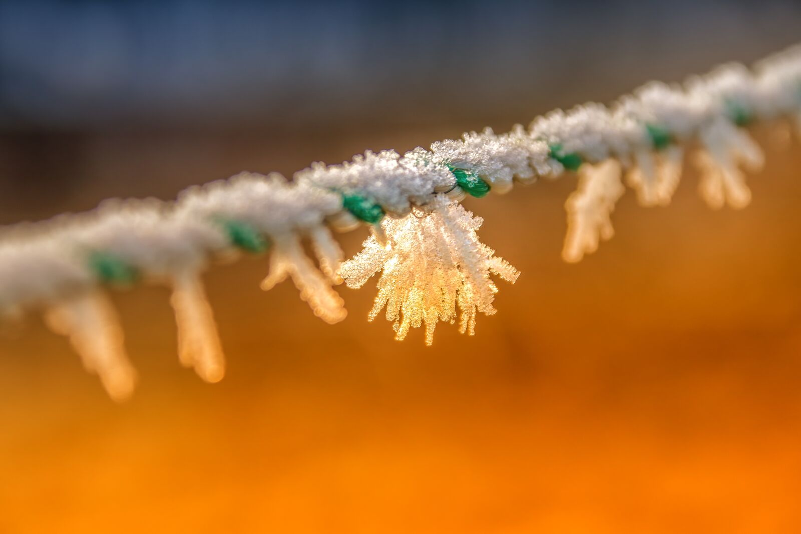 Canon EOS 80D sample photo. Winter, frost, frozen photography