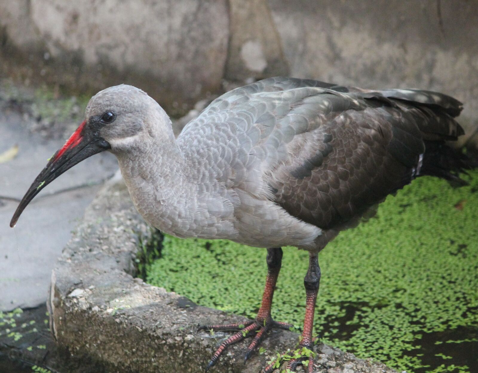 Canon EOS 1100D (EOS Rebel T3 / EOS Kiss X50) sample photo. Animal, bird, common ibis photography
