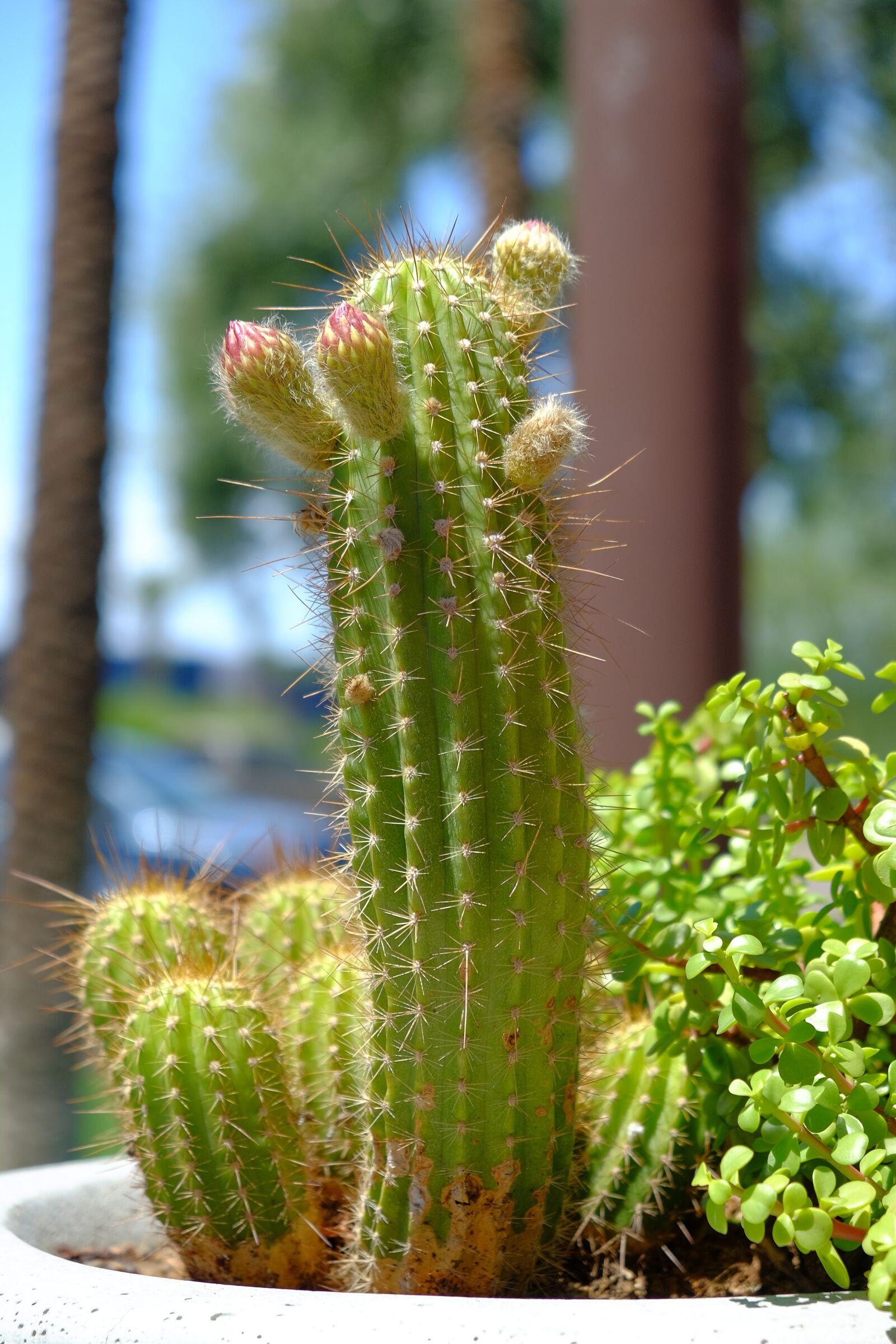 Fujifilm X-T1 sample photo. Cactus, spine, flora photography