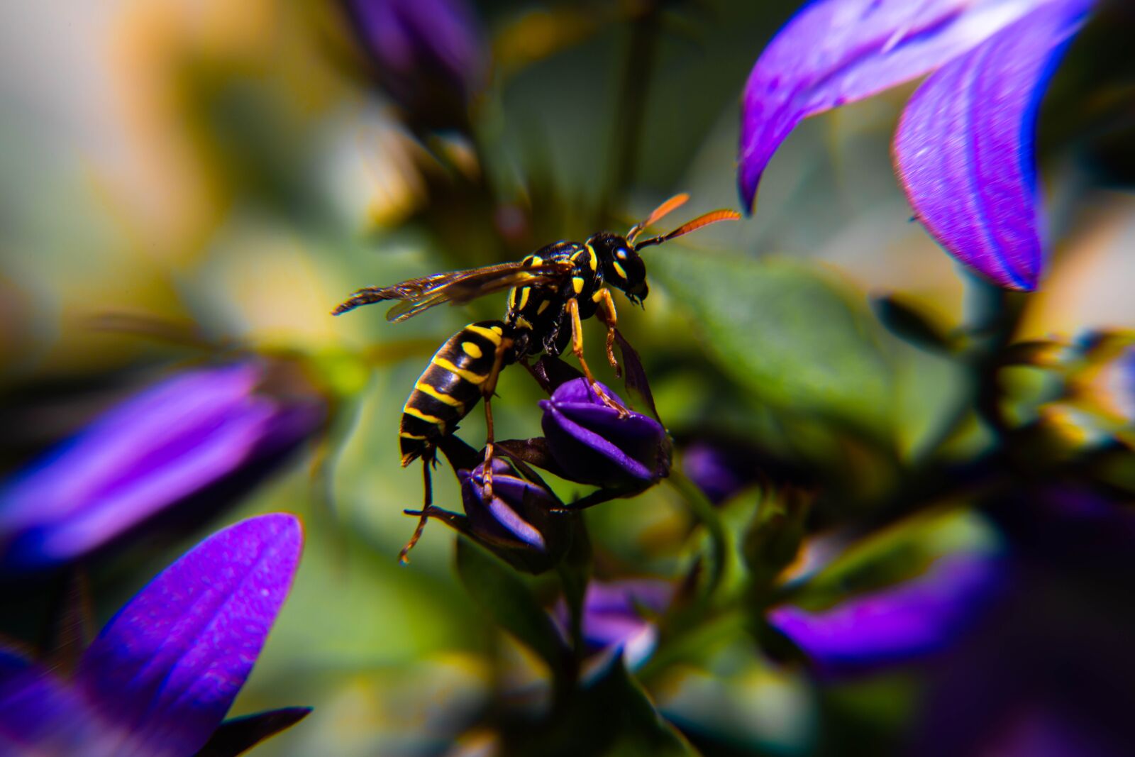 Wasp Sting Pussy