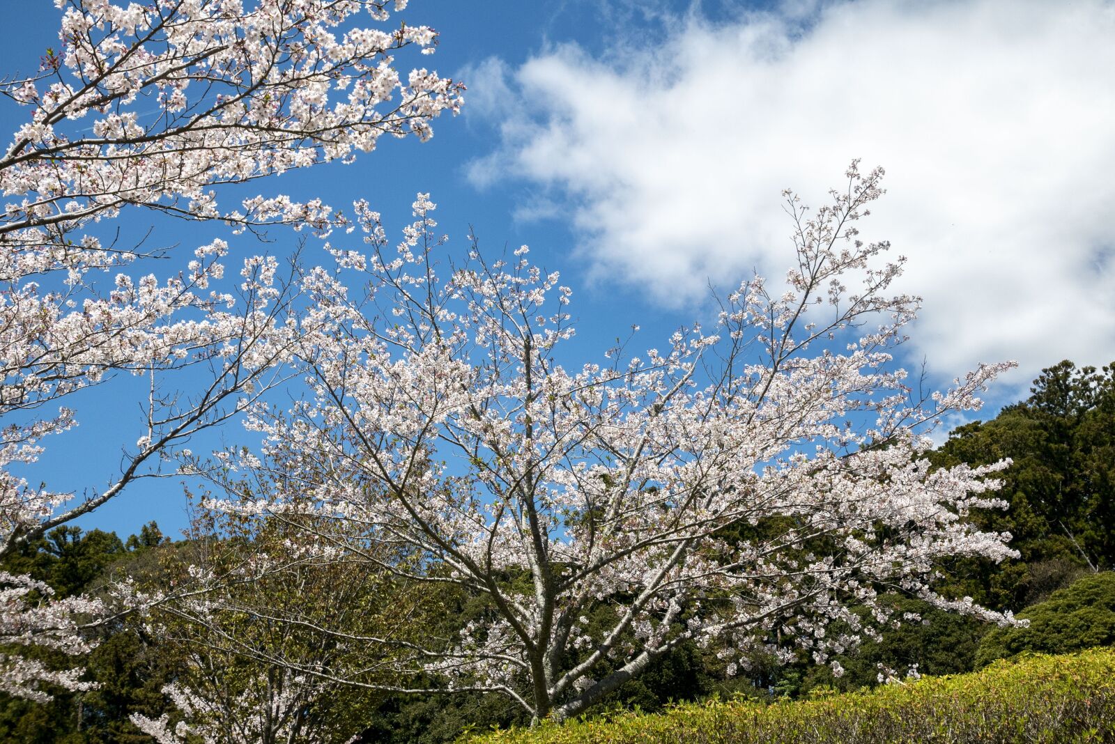 Panasonic Lumix G Vario HD 12-32mm F3.5-5.6 Mega OIS sample photo. Cherry blossoms, sky, cloud photography