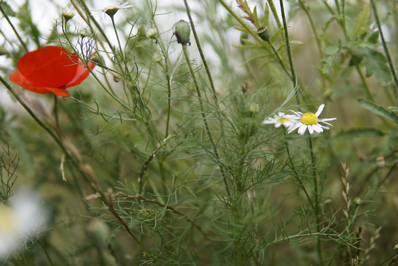 30mm F1.4 DC DN | Contemporary 016 sample photo. Poppy, klatschmohn, bud photography