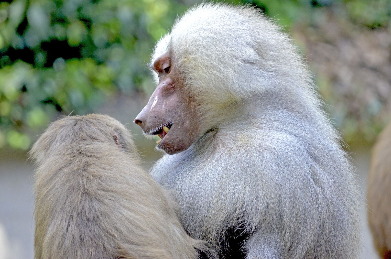Nikon D5100 sample photo. Baboon, monkey, sit photography