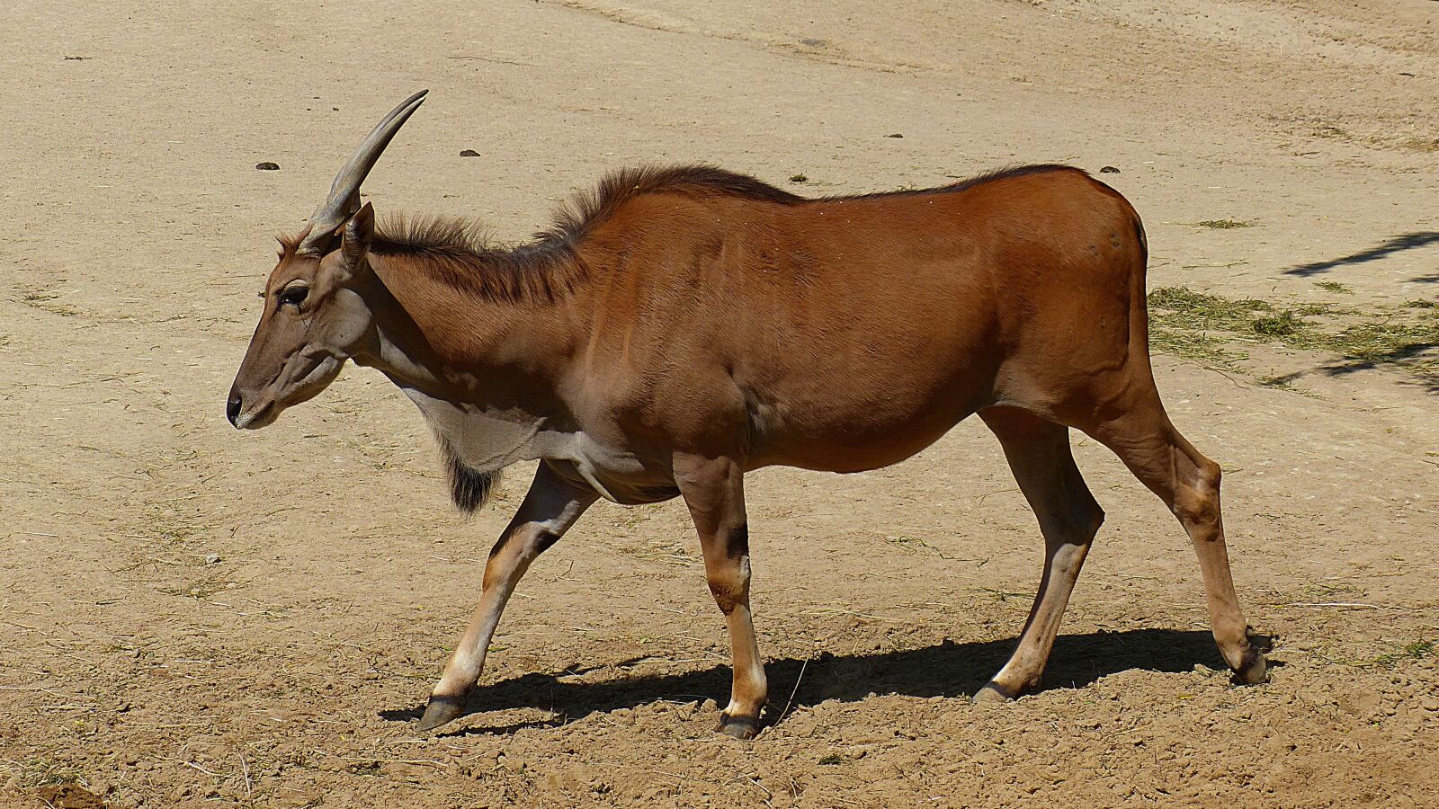 Panasonic Lumix DMC-FZ200 sample photo. Wild animal, beef, horns photography