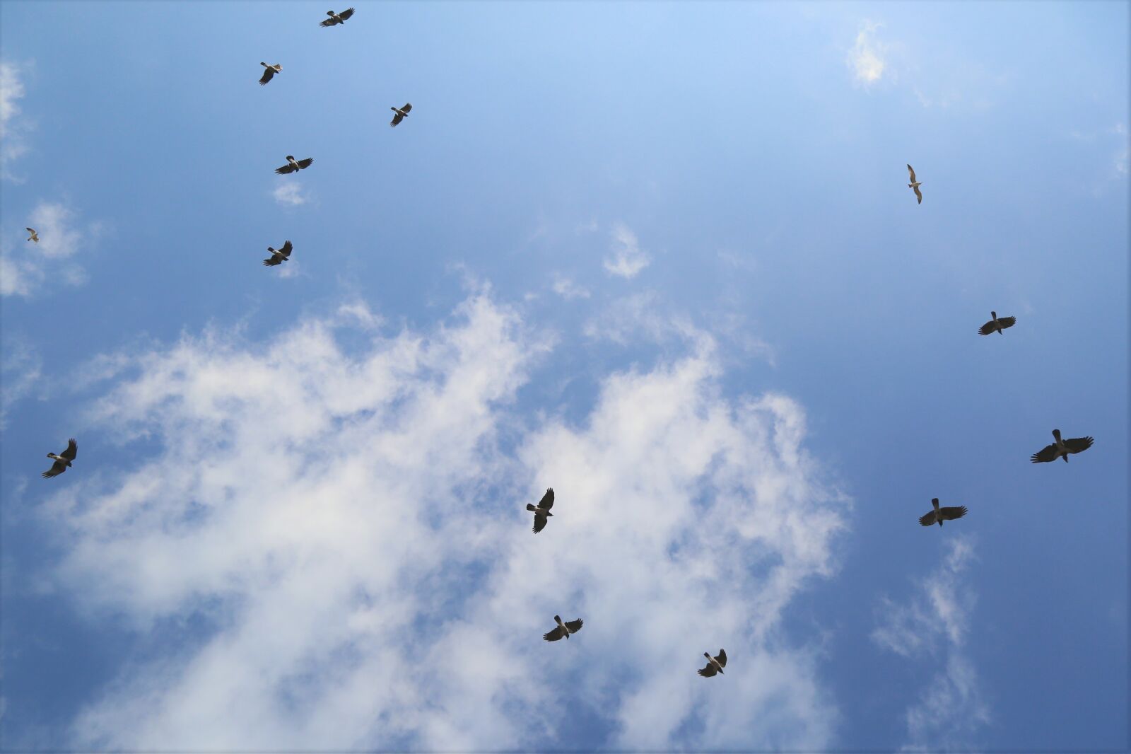 Canon EF 24-105mm F4L IS USM sample photo. Background, birds, sky photography