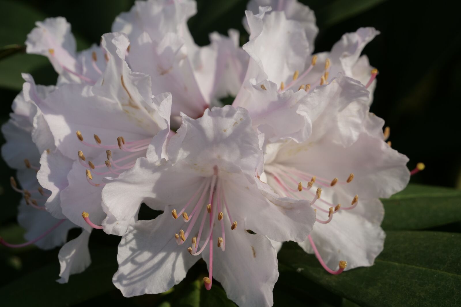 Panasonic Lumix DC-G9 sample photo. Flower, plant, rhododendron photography