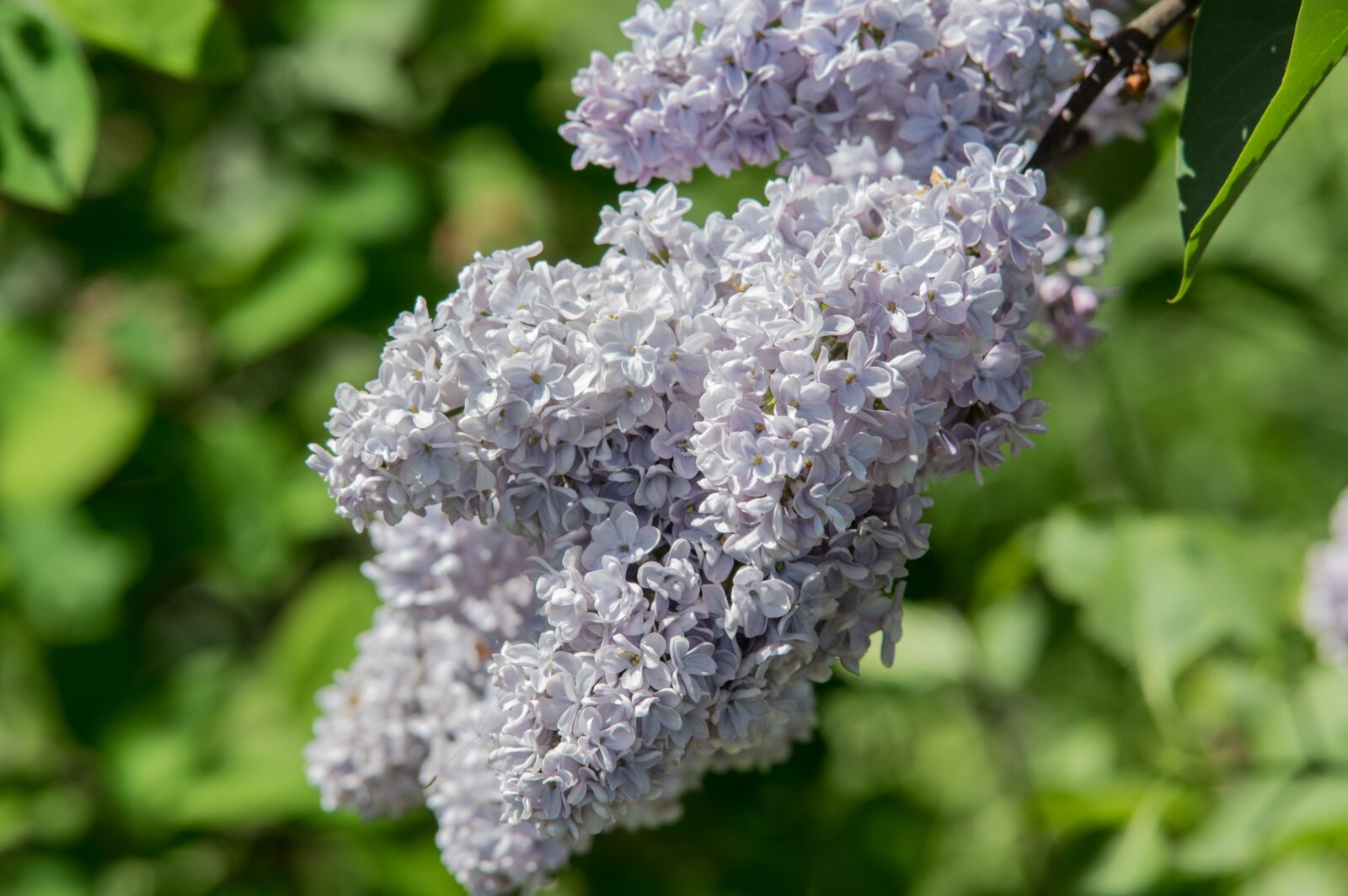 Pentax K-3 sample photo. Lilac, nature, plant photography
