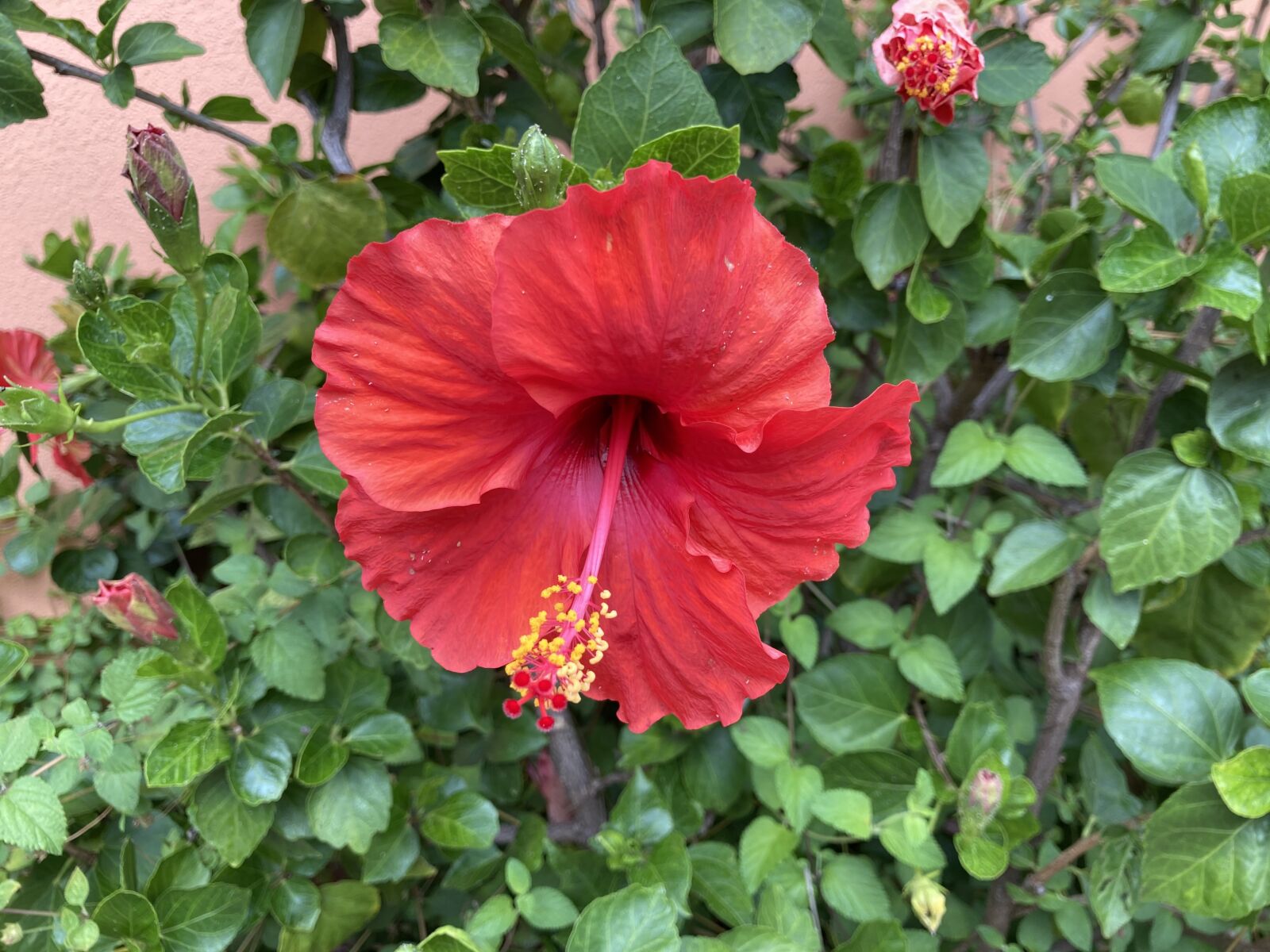 Apple iPhone SE (2nd generation) sample photo. Hibiscus, flower, red photography