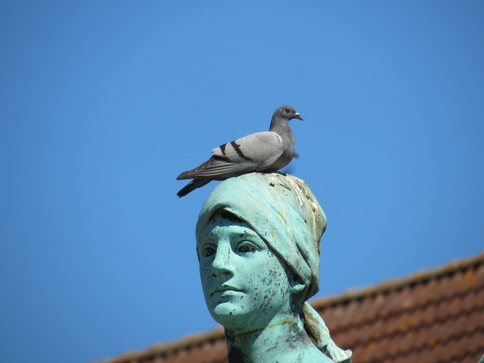 Canon PowerShot SX40 HS sample photo. Dove, head, street deaf photography
