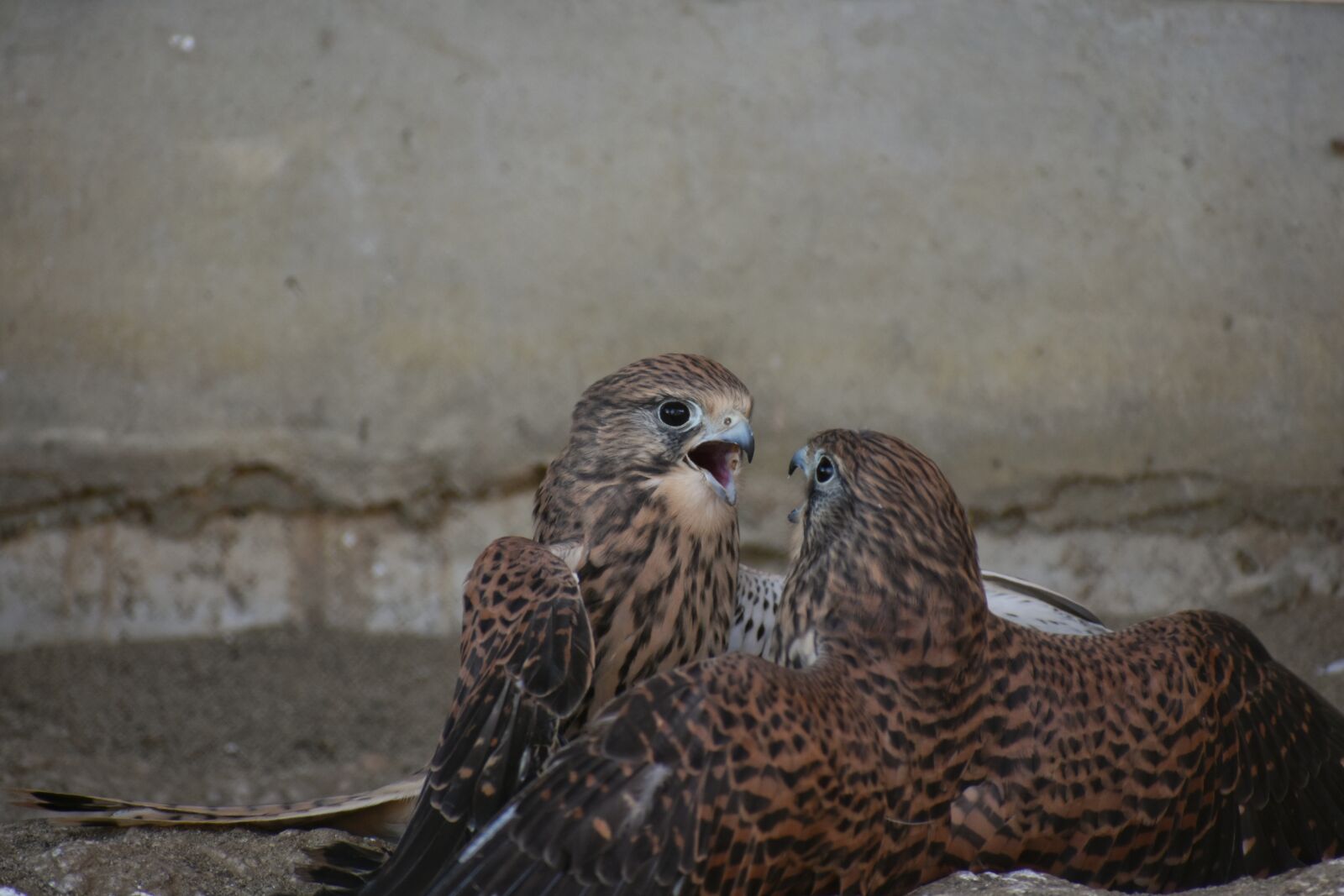 Nikon D7200 sample photo. Animal, bird, raptor photography