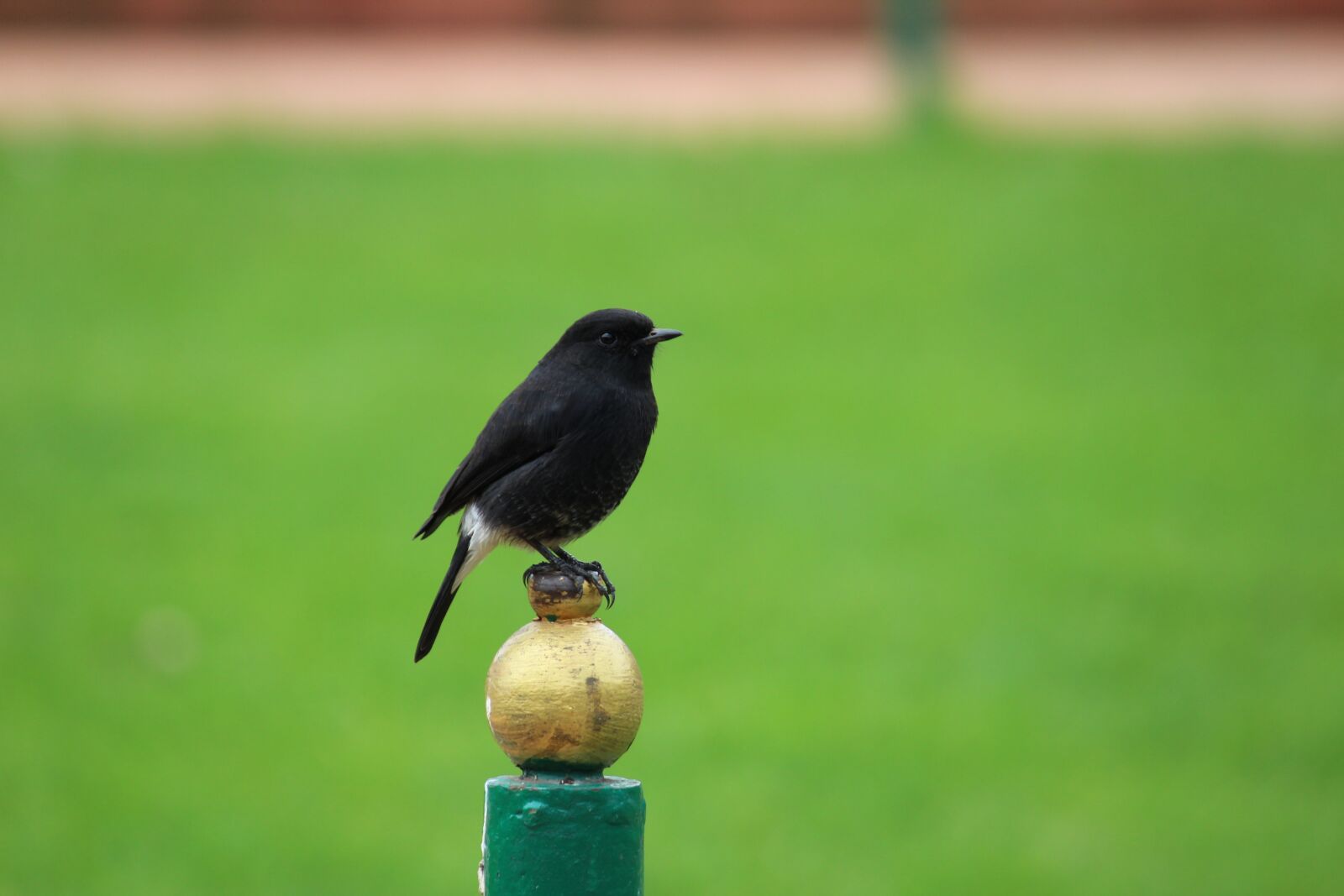 Canon EOS 1200D (EOS Rebel T5 / EOS Kiss X70 / EOS Hi) sample photo. Bird, pied bush chat photography