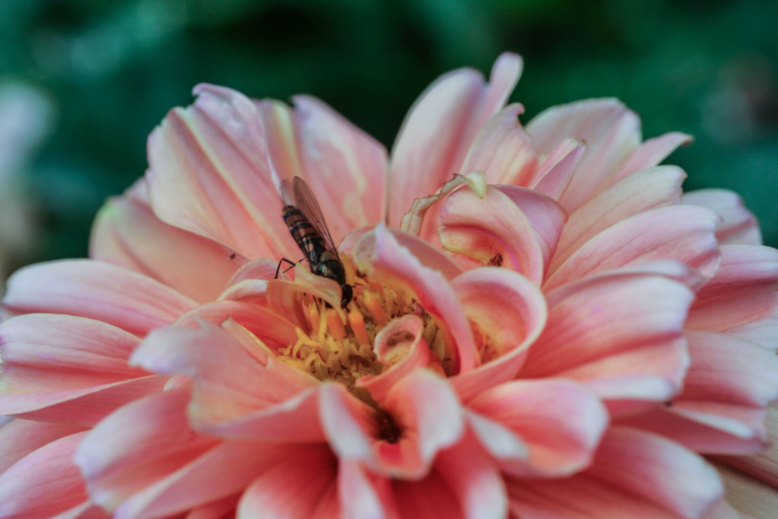 Canon EOS 7D Mark II sample photo. Flower, insect, nature photography