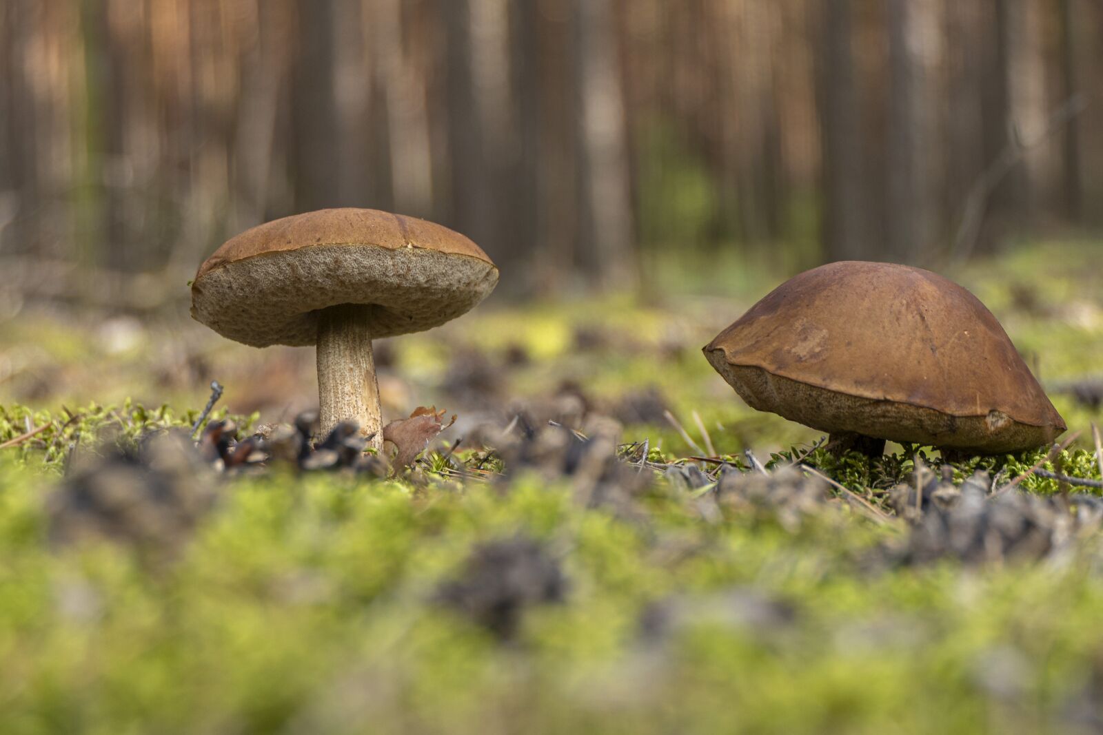 Panasonic Lumix DMC-FZ2500 (Lumix DMC-FZ2000) sample photo. Mushrooms, wild mushrooms, fungi photography