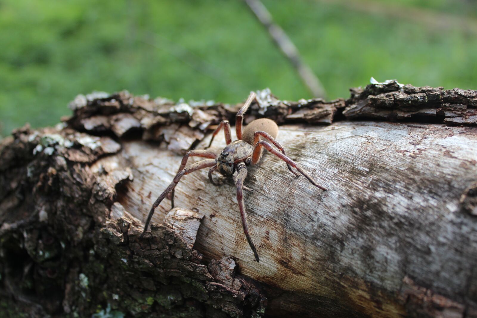 Canon EOS 650D (EOS Rebel T4i / EOS Kiss X6i) sample photo. Spider, tree, nature photography
