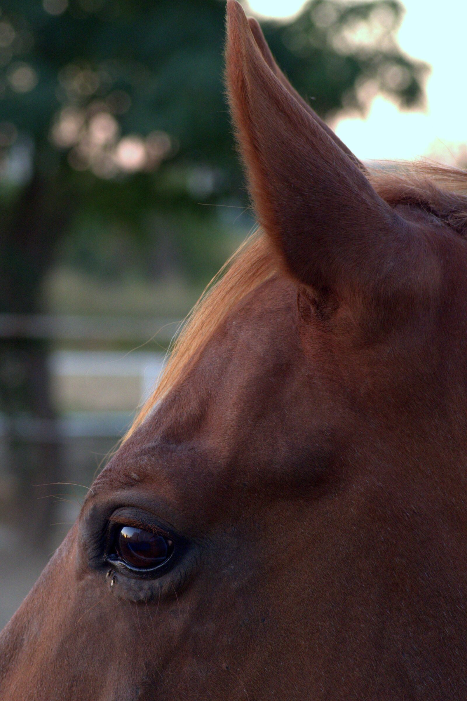 Pentax K-S2 sample photo. The horse, eye, ear photography