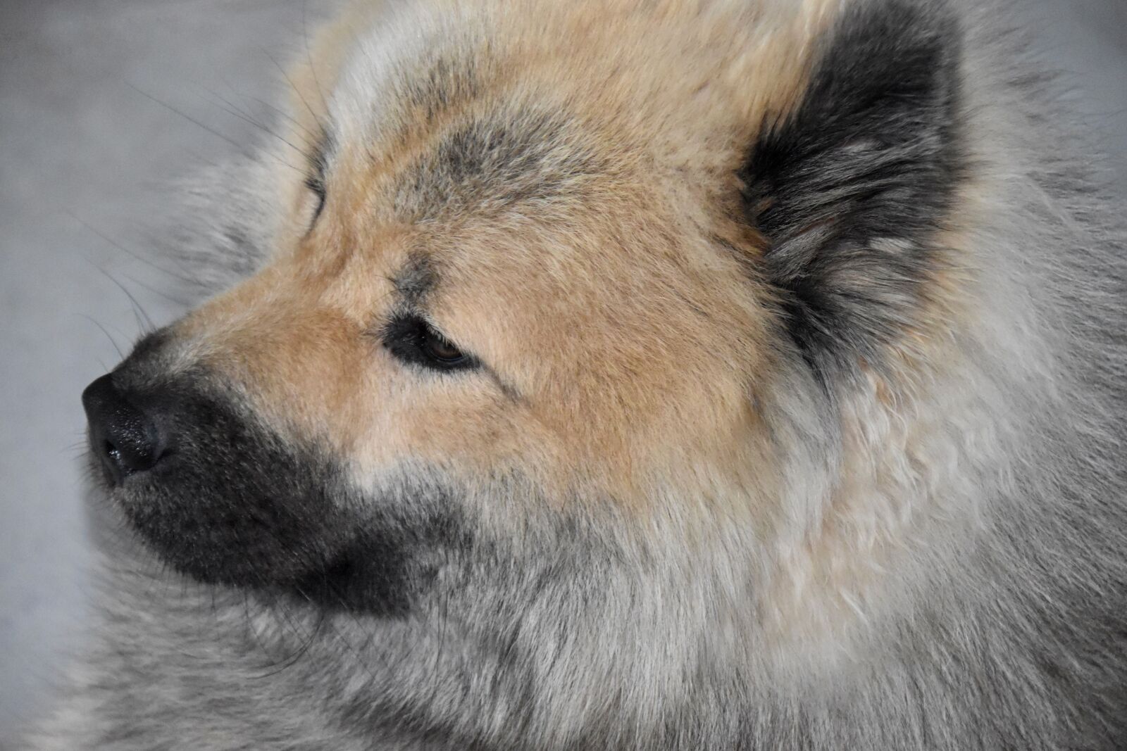 Nikon D5600 sample photo. Dog, dog eurasier, dog photography