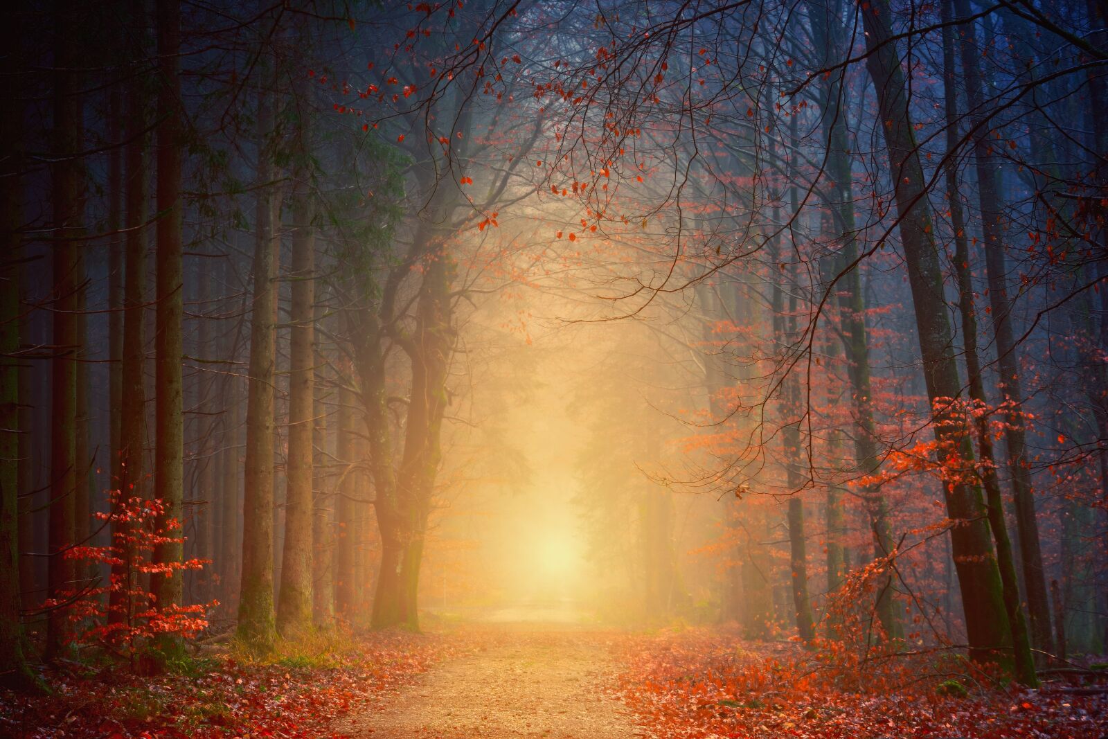 Sony a7 + Sony DT 50mm F1.8 SAM sample photo. Away, forest, road photography