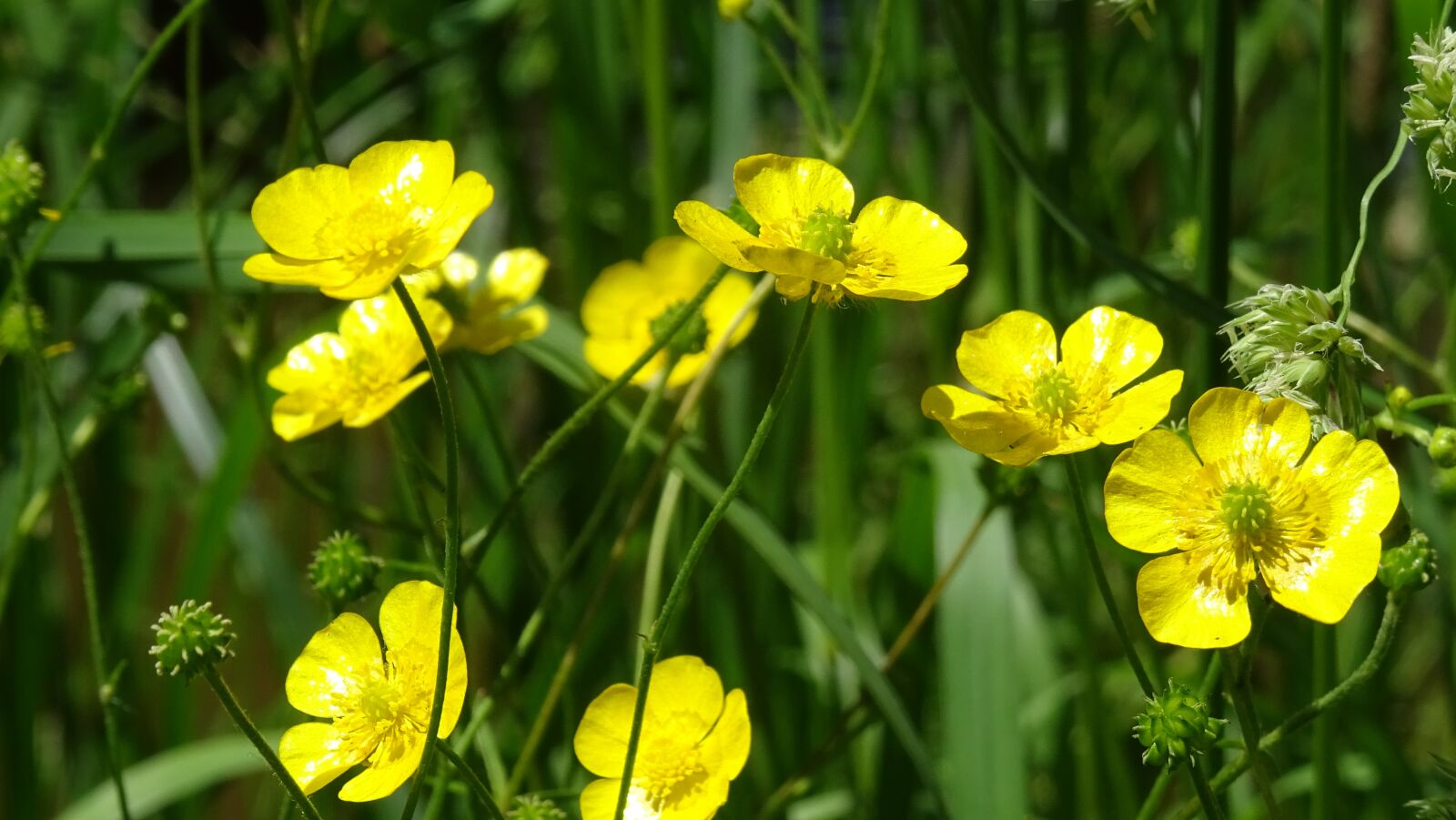 Sony DSC-HX60 sample photo. Buttercup, grasshopper, flower photography